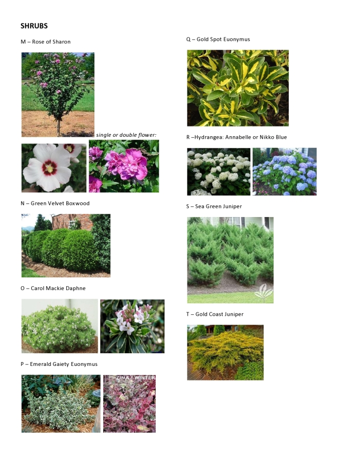 Dawson - Master Plant Pics 3